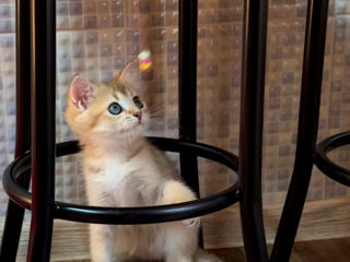 Golden kitten British shorthair foto 7