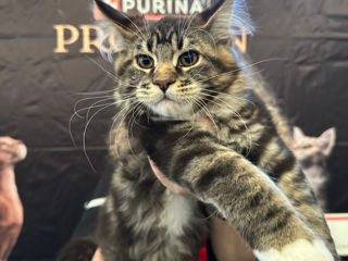 Котята породы Maine Coon! На сообщения не отвечаю! foto 3