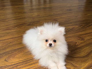 Spitz Pomeranian Mini