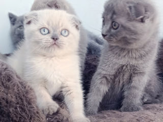 Шотландские котята Scottish Fold и Straight!