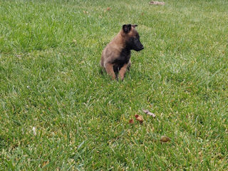 Malinois foto 7