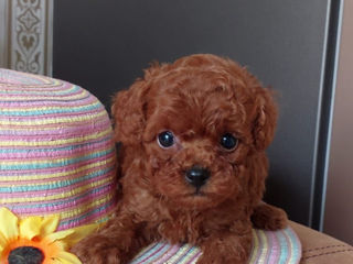 Mini toy poodle