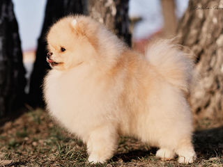 Pomeranian-Померанский шпиц foto 6