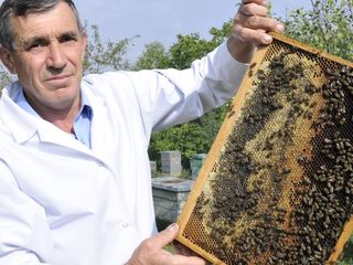 Продаю пчелосемьи и отводки foto 1