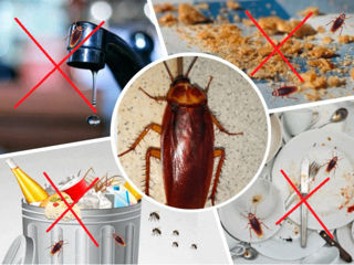 Убийства насекомых- Тараканы, Клопы, блохи, муравьи, осы, клещи, крысы, мыши и др.
