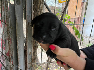 Vând căței Pit Bull curați !! foto 2