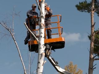 Servicii de tăiere a copacilor, crengilor uscate! foto 3