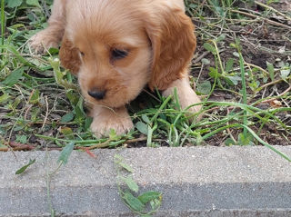 Cocker spaniel foto 5