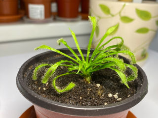 Plantă carnivoră de Drosera Capensis Alba