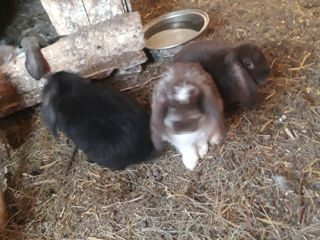 Кролики foto 2