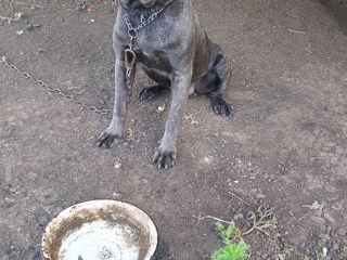 Vînd Cane Corso foto 3