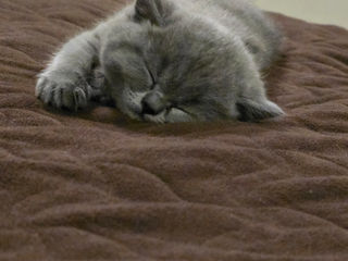 Vind pisici British Shorthair(Sunt disponibile  2 femele) foto 2