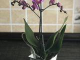 Орхидей гигант foto 2