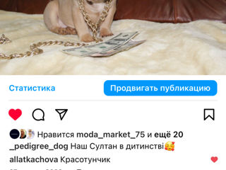 Французский бульдог Изабела foto 3