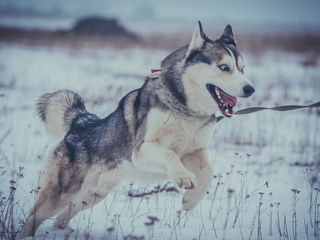 Хаски кобель на вязку Huski foto 2