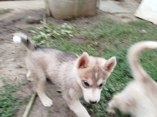 Micuti husky foto 3