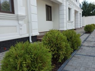 Отличный дом в сердце Ботаники. Belgrade Residence. foto 5