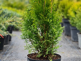 Thuja smaragt 95 lei !!! foto 2