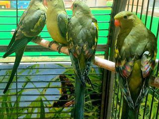 Роскошный горный попугай, птенцы - papagal regent (de munte), pui foto 5