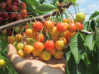Pomi fructiferi Stenlei foto 10