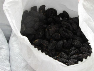 Prune stelnei