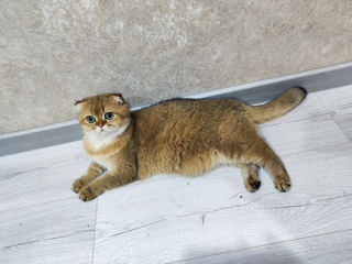 Кот и кошка Золотая шиншилла. foto 3