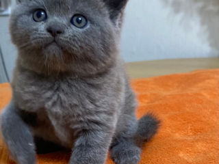 Клубные шотландские (scottish fold, scottish straight) котята с документами. foto 3