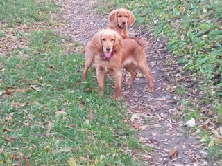 Cooker Spaniel foto 4