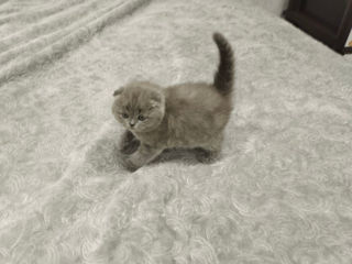 Девочка Scottish fold!!! foto 2