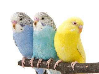 Молодые волнистые попугайчики foto 1