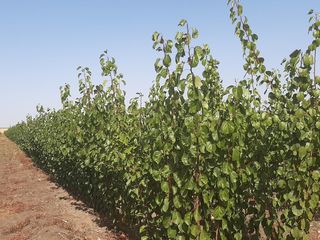 Pomi -cais (abrikos ) Big Red , Farbaly  , Pinkot - soiuri franceze , rezistente la îngheț... foto 10