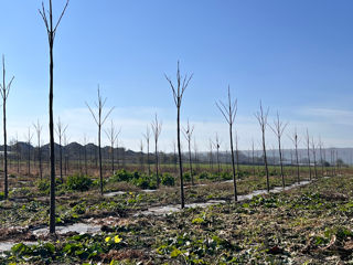 Куплю Paulownia foto 4