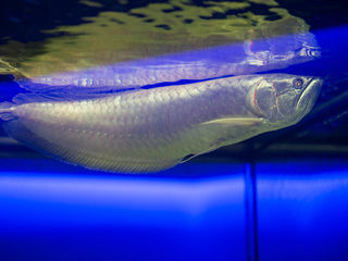 100€ - Arowana silver 40-45 сm.(video) ! foto 1