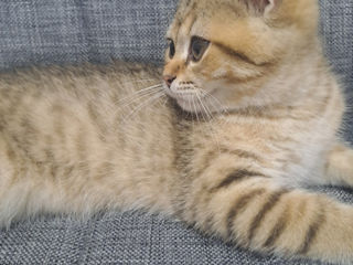 Vind pisica chinchila gold foto 4