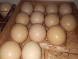 Ouă de Struti pentru Incubare foto 4