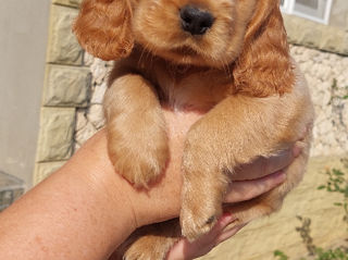 Cocker spaniel