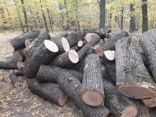 Vind lemne de foc stejar carpan frasan( si lemn moale) foto 1