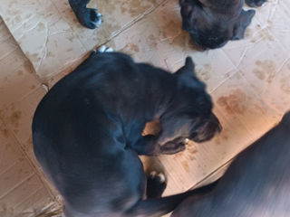 Cane corso foto 2