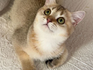 British shorthair ,female golden shaded foto 3