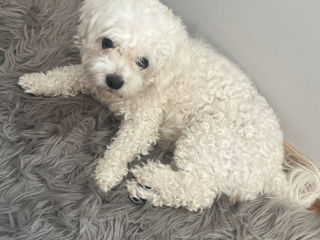 Vind Bichon Maltez