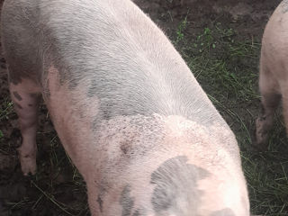 vind porc 120-130 foto 2