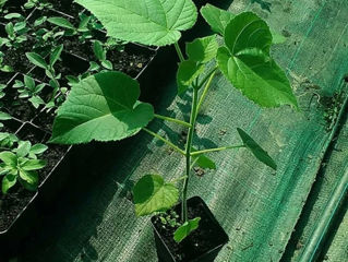 Paulownia(павловния) tomentosa foto 9