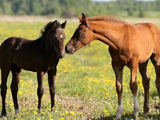 Primim la carne si crestere ! Cirlani Oi Capre Cai Vaci Buhai Junci Vitei Закупаю коров быков телят foto 7