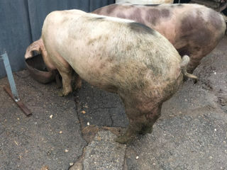 Se vand porci crescuți in conditii de casa cu cereale, au 70-80 kg fiecare. foto 2