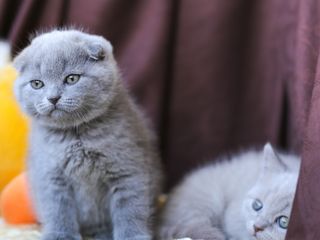 Monta, cu un motan superb de rasa pura scottish fold foto 8