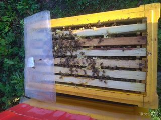 Продаю плодные пчеломатки Бакфаст, пчелoсемьи на 8-10 рамок и отводки на 4-6 рамках foto 4
