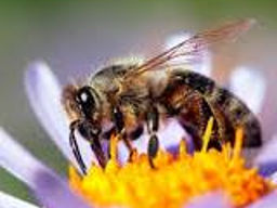 Продаются пчелосемьи. foto 1