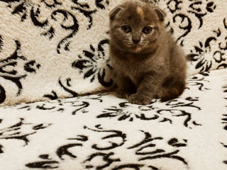 British Shorthair foto 3