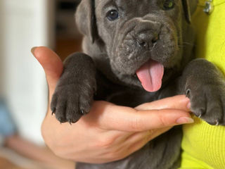 Cane Corso cu pedigree foto 2