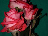 Vind trandafiri. avem peste 50 de sorturi. cultivam si plante decorative vesnic verzi . foto 6